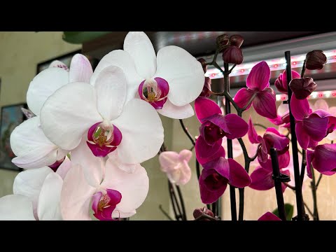 Видео: Почему Орхидея не цветет? Давайте разбираться