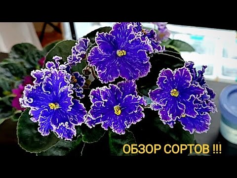 Видео: ОБЗОР ЦВЕТЕНИЙ ! БЕРЁМ БЛОКНОТ И РУЧКУ ;) !