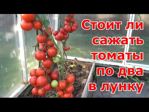 Видео: По два корня томатов в одну лунку. Преимущества и недостатки данного способа посадки помидоров