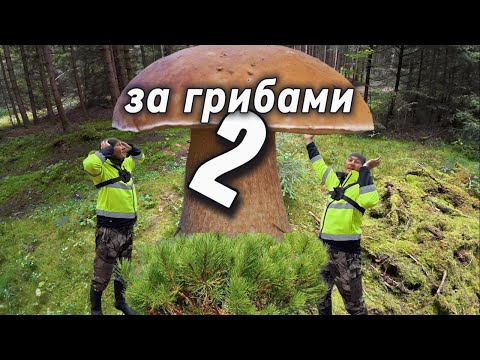 Видео: нашел много грибов в лесу Баварии