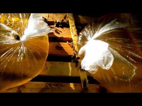Видео: Пчеловодство Препарат КАС-81 Beekeeping preparation CAS-81