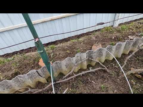 Видео: 10 ноября 2025 года. Готовлю виноград под укрытие на зиму. Беларусь. 