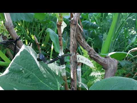 Видео: Будандастырылған жүзім   шыбықтарының  17 күннен  кейінгі жағдайы.