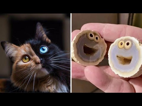 Видео: Фото, которые тебя удивят (часть 11)