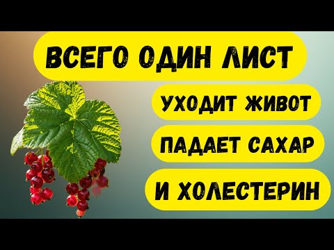 Видео: ВСЕГО 1 ЛИСТ УТРОМ! Снижает давление, сахар и чистит сосуды