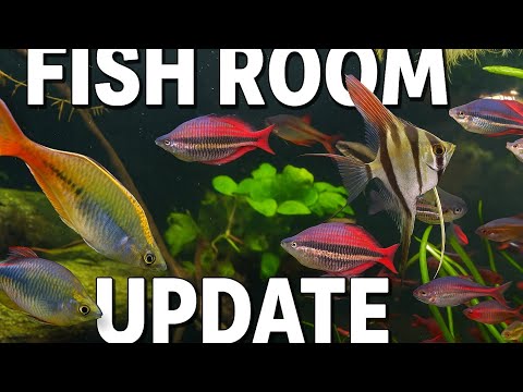 Видео: БЫСТРОЕ И ГРЯЗНОЕ ОБНОВЛЕНИЕ ПОМЕЩЕНИЯ ДЛЯ РАЗВЕДЕНИЯ РЫБ! (4K)