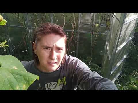 Видео: 30.09.2025 убираю грядки с томатами и баклажанами, рассказываю про сорта которые сажала.