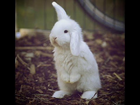 Видео: Fluffy House_Zoo вечерний стрим с зайками 🐇🐇🐇