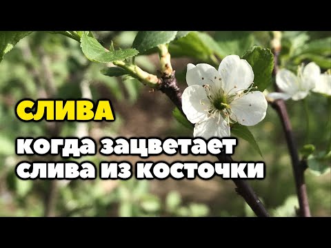 Видео: Когда зацветёт слива из косточки | Слива выросшая из косточки