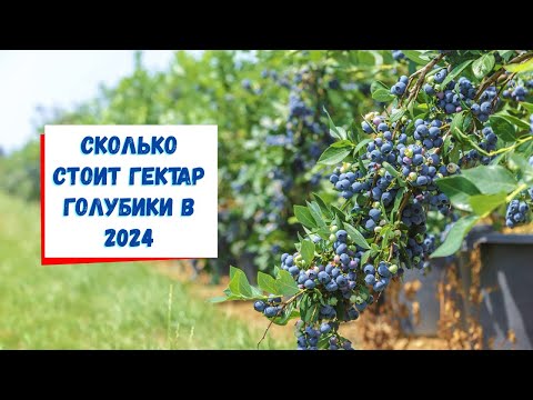 Видео: Сколько стоит гектар голубики в 2024