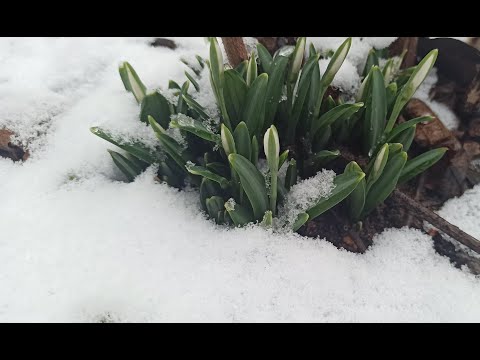 Видео: Когда в лесу скучно, Ферма Ишачок