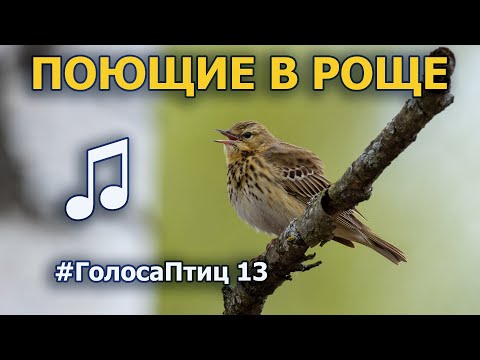 Видео: Апрельские голоса берёзовой рощи #ГолосаПтиц 13