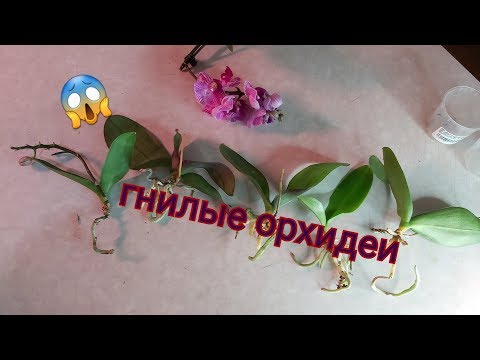Видео: Спасаю ГНИЛЫЕ мини ОРХИДЕИ😱/ 5 РЕАНИМАШЕК/чищу и обрабатываю мой ДЕТСКИЙ  САД