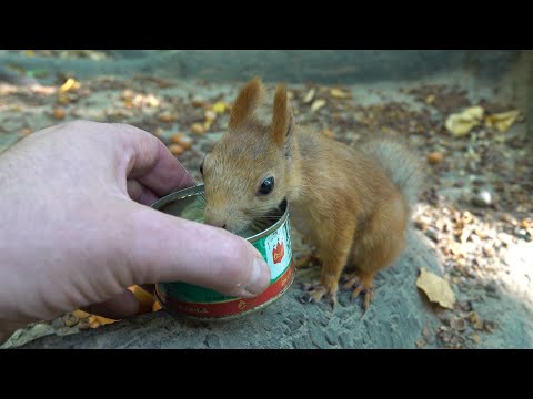 Видео: Знакомые белки. И незнакомая мышь. Зарисовка/Familiar squirrels. And an unfamiliar mouse. The sketch