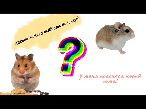 Видео: У меня появился НОВЫЙ хома! Какого хомяка выбрать новичку? Видео-беседа