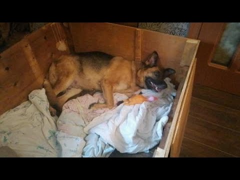Видео: Роды собаки.Немецкая овчарка признаки ,предвестники,поведение собаки  62-63 день .1 день