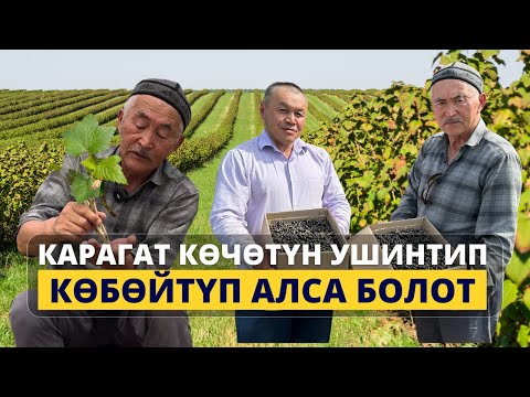 Видео: Карагат баккан дыйкан ач калбайт! Көчөт жасоонун сырлары.