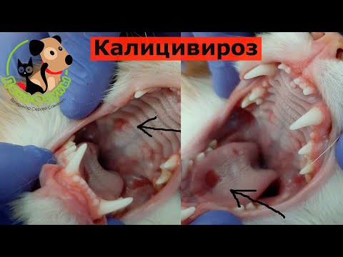 Видео: Калицивироз кошек / Язвы на языке у кошки