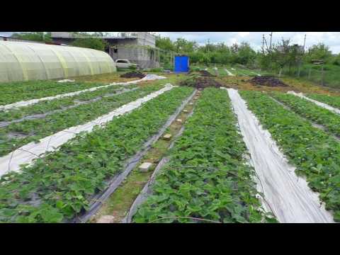 Видео: АГРОВОЛОКНО. УСЫ НА ГРЯДКАХ.