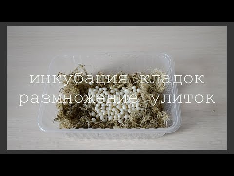 Видео: ИНКУБАЦИЯ КЛАДОК / РАЗМНОЖЕНИЕ УЛИТОК / что делать, как правильно