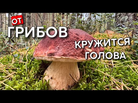 Видео: 💥ОТ ТАКИХ БОРОВИКОВ ЭМОЦИИ ЗАШКАЛИВАЮТ! НЕ УСПЕВАЮ СОБИРАТЬ!Грибы 2025