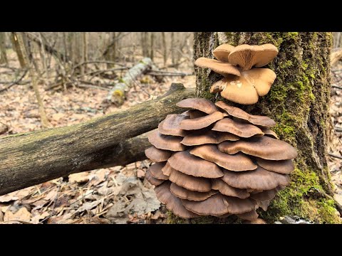 Видео: ГРИБНИКИ В ШОКЕ! Февраль, мы СОБИРАЕМ ГРИБЫ. Семейный сбор грибов