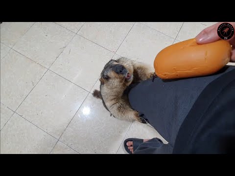 Видео: хлеб возбуждает пухлого сурка
