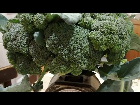 Видео: Мой метод выращивания рассады капусты в домашних условиях.