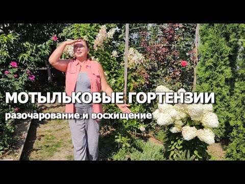 Видео: МОТЫЛЬКОВЫЕ ГОРТЕНЗИИ: РАЗОЧАРОВАНИЕ И ОЧАРОВАНИЕ | Мотыльковые сорта гортензий