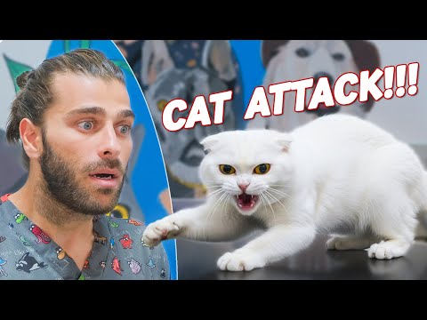 Видео: Кусается, царапается и дерётся! (Непослушный котёнок вышел из-под контроля!)