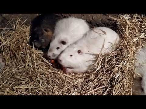 Видео: Самый Лучший Способ Содержание Нутрий !!!!!!!!!!!
