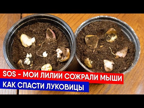 Видео: SOS - мои лилии сожрали мыши - как спасти луковицы