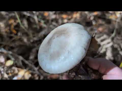 Видео: ПРОГУЛКА ПО ЛЕСУ! ЗНАКОМЛЮ ВАС С НЕОБЫЧНЫМИ ГРИБАМИ! / 1791