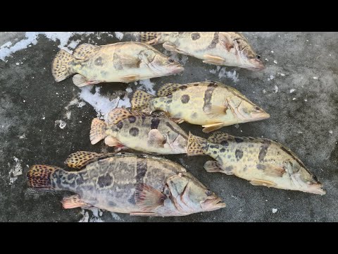 Видео: 30.11.24 ну Рыб есть