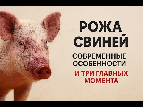 Видео: Рожа свиней. Современные особенности ее проявления и три главных момента по ее недопущению и лечению