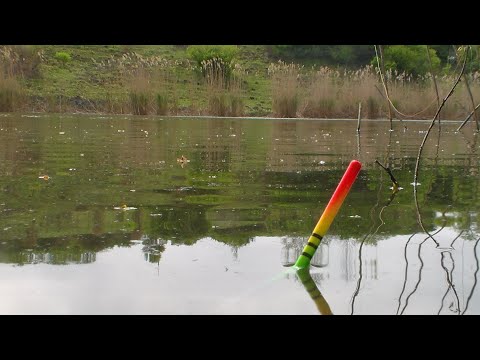 Видео: Ловля крупного карася на маховую удочку с поплавком. Рыбалка в спокойном месте. Рыбалка на карася