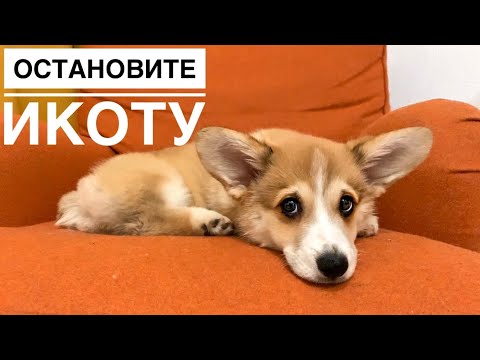 Видео: ИКОТА НАПАЛА НА ЩЕНКА / VLOG / отказывается делать дела на улице 🤨