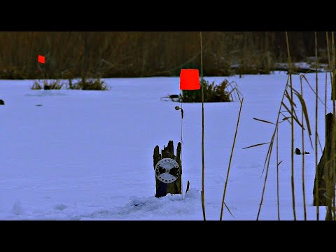 Видео: ЛОВЛЯ ЩУКИ НА ЖЕРЛИЦЫ ВЕСНОЙ по последнему льду В ЗАКОРЯЖЕННОМ ПРУДУ! Размотка жерлиц крупным планом