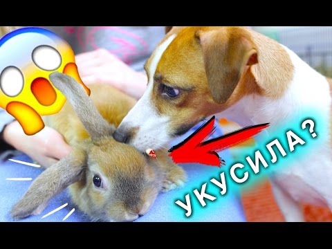 Видео: СОБАКА ПЕРВЫЙ РАЗ НЮХАЕТ КРОЛИКА РЕАКЦИЯ СОБАКИ И КРОЛИК | Elli Di Pets