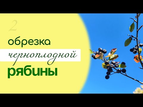 Видео: Как ПРАВИЛЬНО обрезать ЧЕРНОПЛОДНУЮ РЯБИНУ, омоложение АРОНИИ