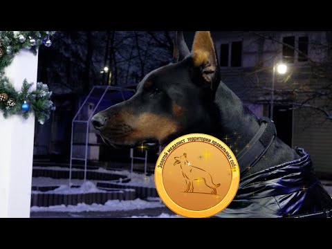 Видео: Великолепный доберман: интеллект, преданность, скорость