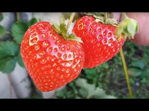 Видео: 24 серпня 2025 на полуничних грядках огляд та зважування #полуниця #реми #нейтрали #петра #анія #нсд