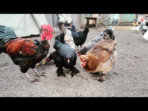 Видео: ЧОМУ МОЯ ПТИЦЯ РАДІЄ? ЯК МИ ПТИЦЮ РЯТУВАЛИ КОЛИ ЙДУТЬ ХОЛОДА НА ПОДВІР'Я ?