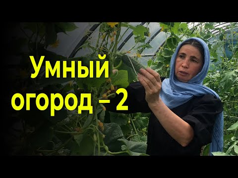Видео: Умный огород матушки Евфросинии – 2