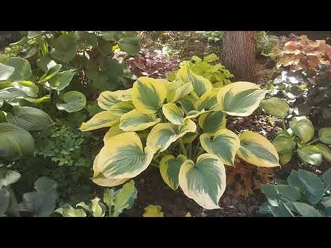 Видео: Обзор хост, южный сад. Борьба с корневой гнилью.