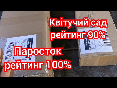 Видео: Шикарні саджанці троянд від Паросток в порівнянні з іншим продавцем на Prom. 