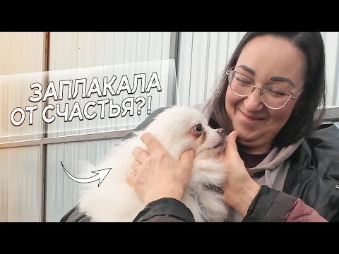 Видео: Молли не знает, что её уже выбрали... Сюрприз для собачки!