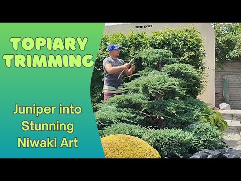 Видео: Topiary Trimming Juniper into Stunning Niwaki Art. Як стригти нівакі з ялівця — справжнє мистецтво
