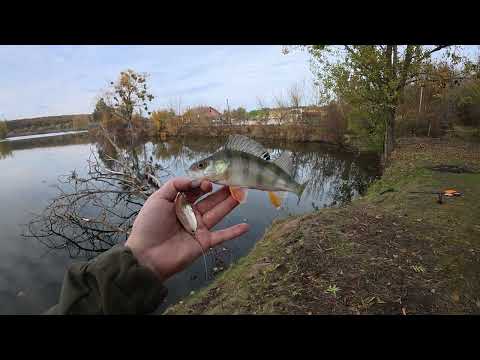 Видео: Нова водойма. Щука починає брати, Окунь кидається на МЕТАЛ від AZURA 16г