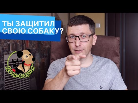 Видео: Чем лучше обработать собаку от клещей? Что лучше, капли, таблетки, спрей или ошейник?